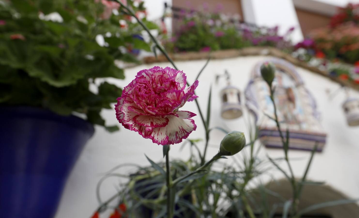 Las flores de los patios de Córdoba, en imágenes