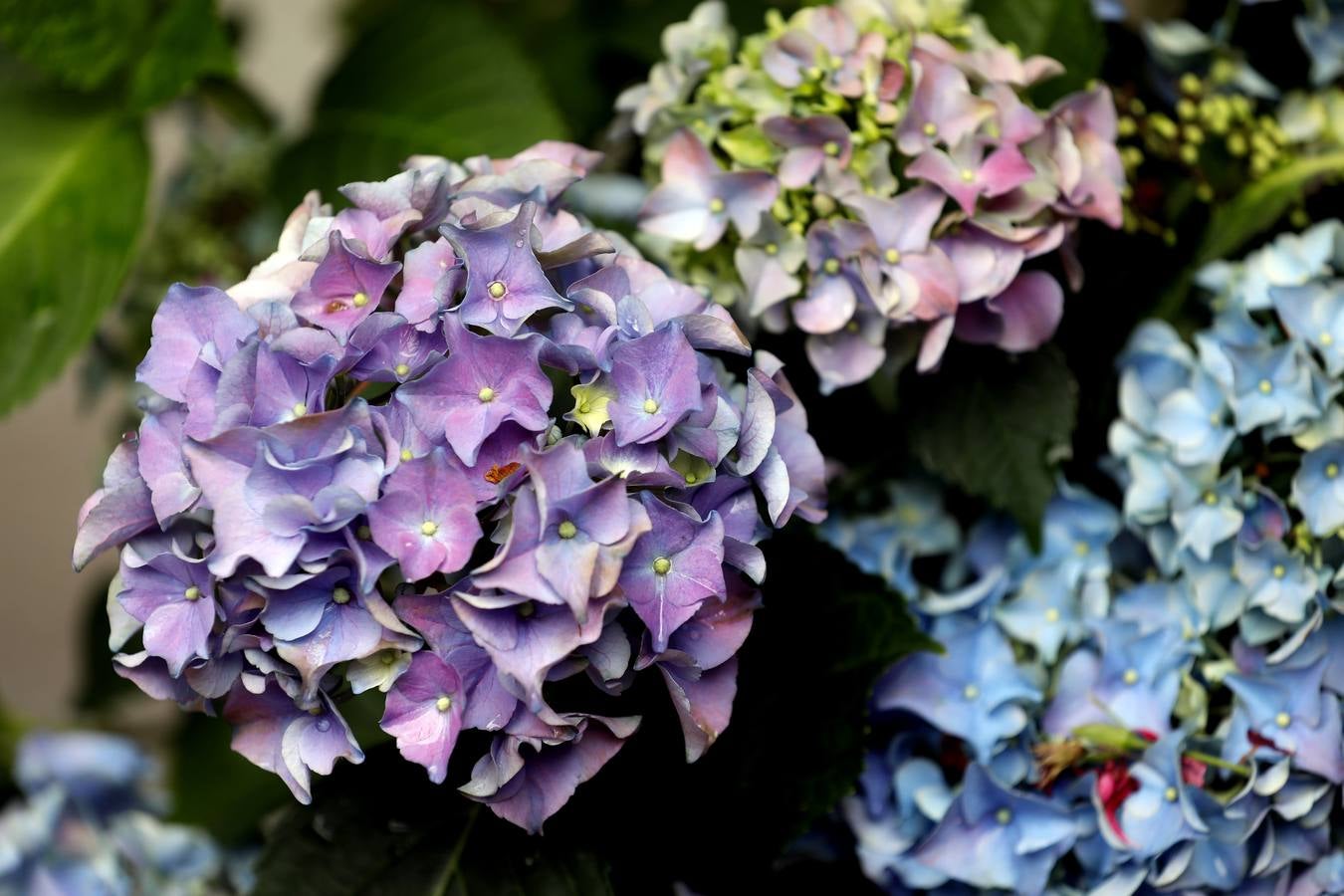 Las flores de los patios de Córdoba, en imágenes