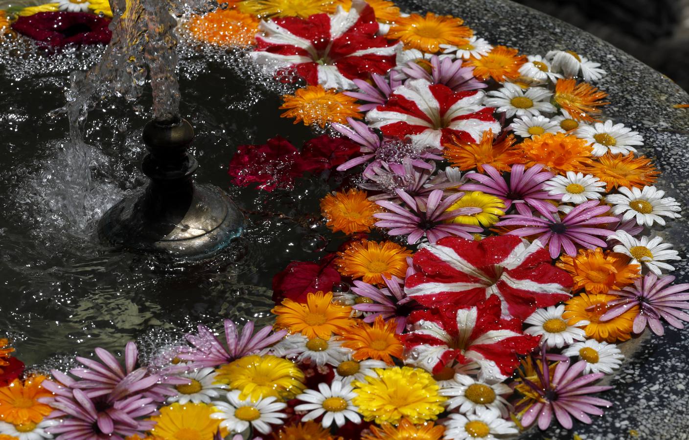 Las flores de los patios de Córdoba, en imágenes