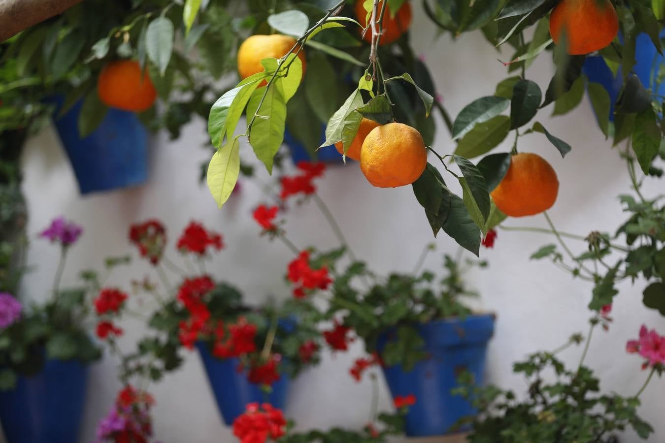 Las flores de los patios de Córdoba, en imágenes