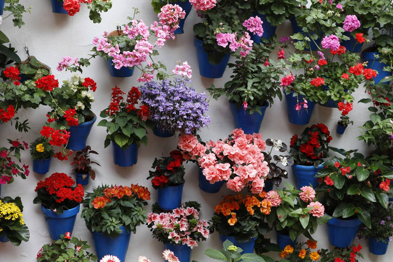 Las flores de los patios de Córdoba, en imágenes