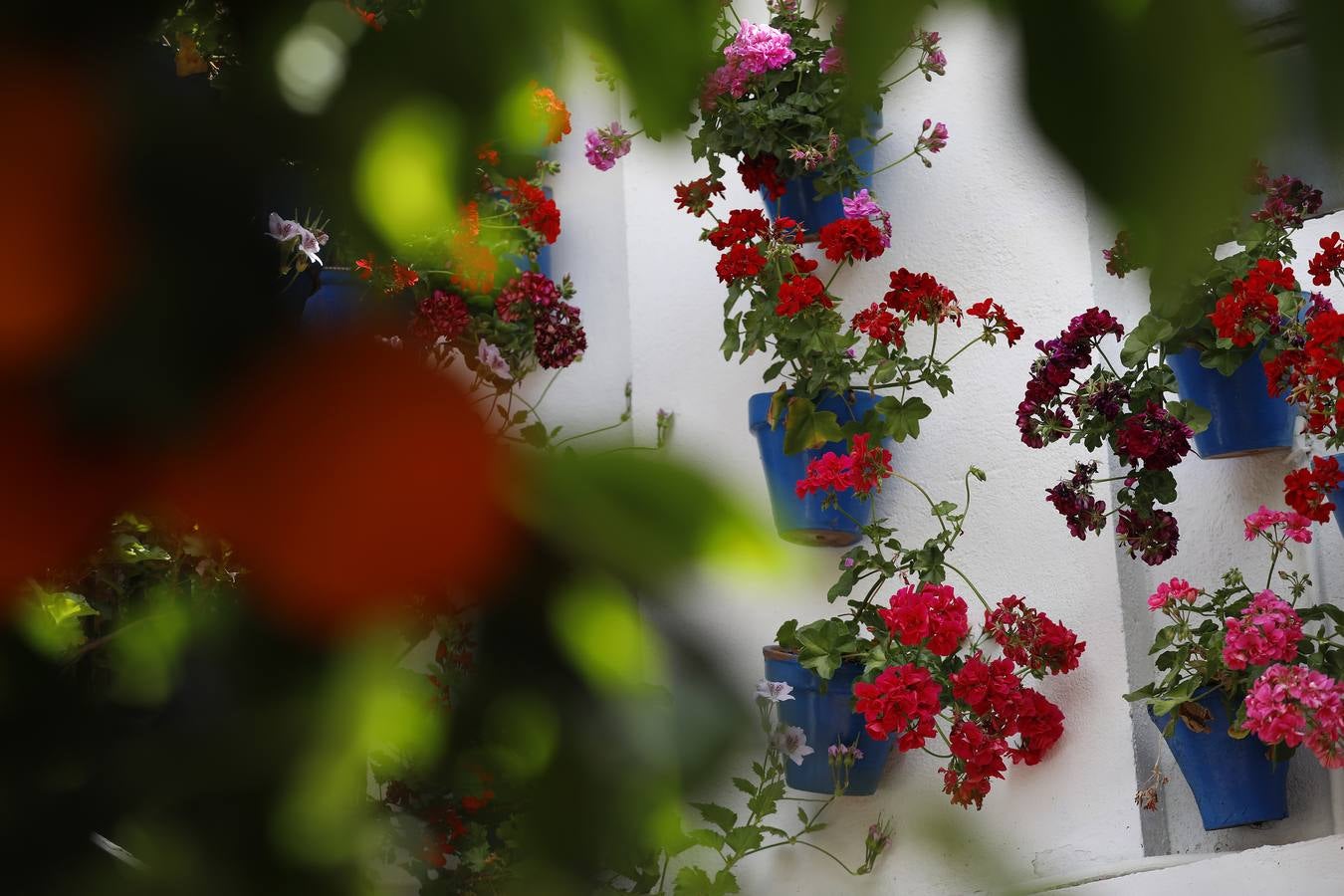 Las flores de los patios de Córdoba, en imágenes