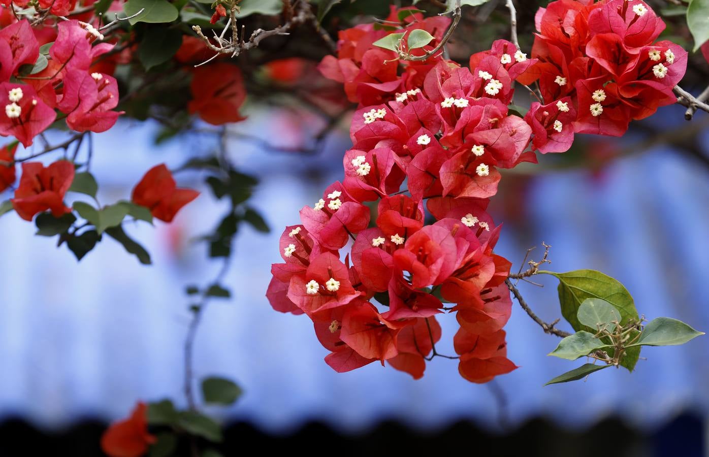 Las flores de los patios de Córdoba, en imágenes