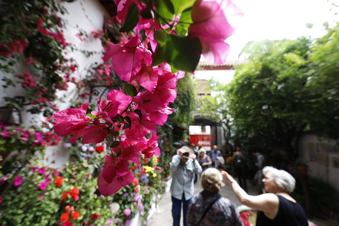 La belleza de los Patios de Córdoba en San Pedro, en imágenes