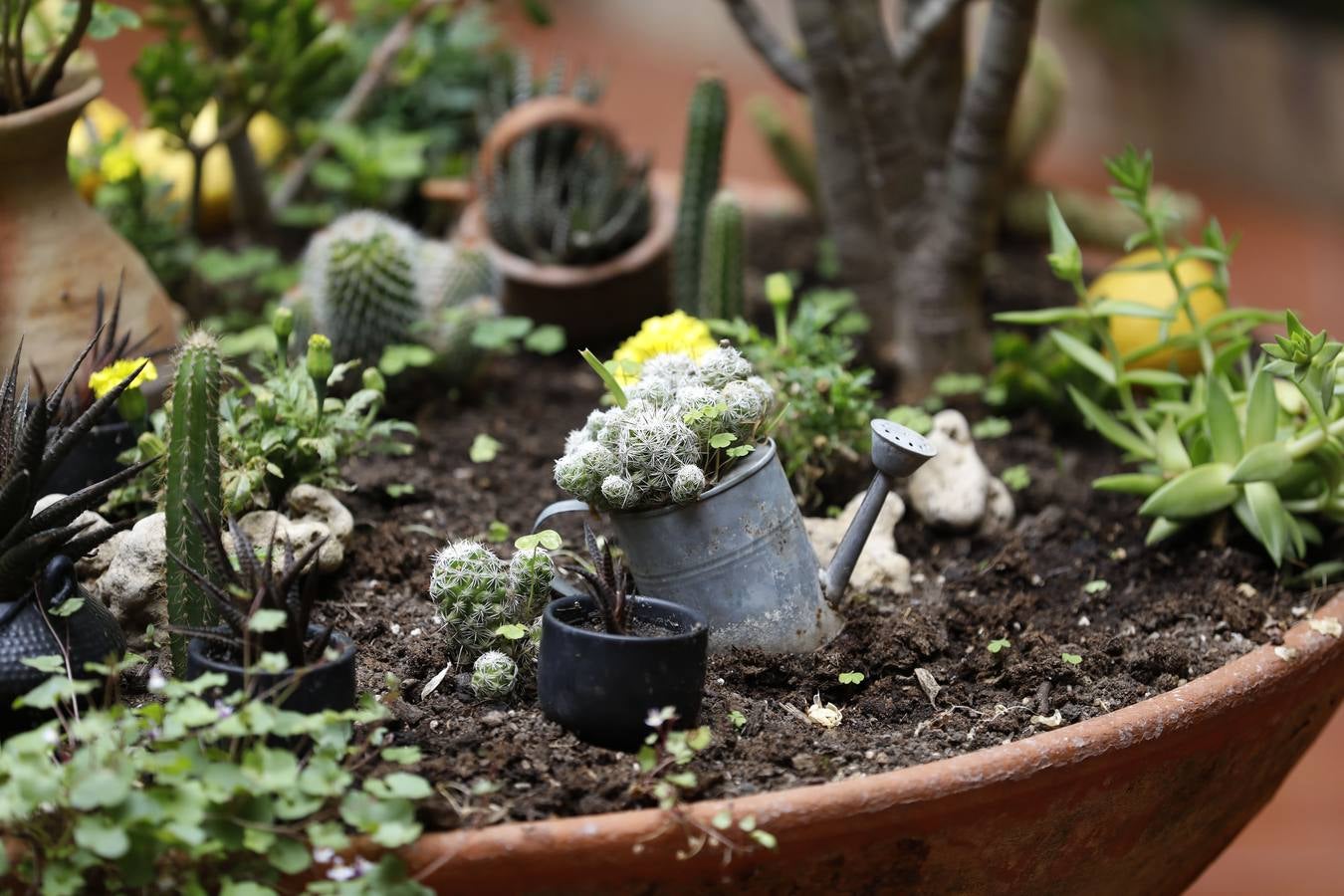 La belleza de los Patios de Córdoba en San Pedro, en imágenes