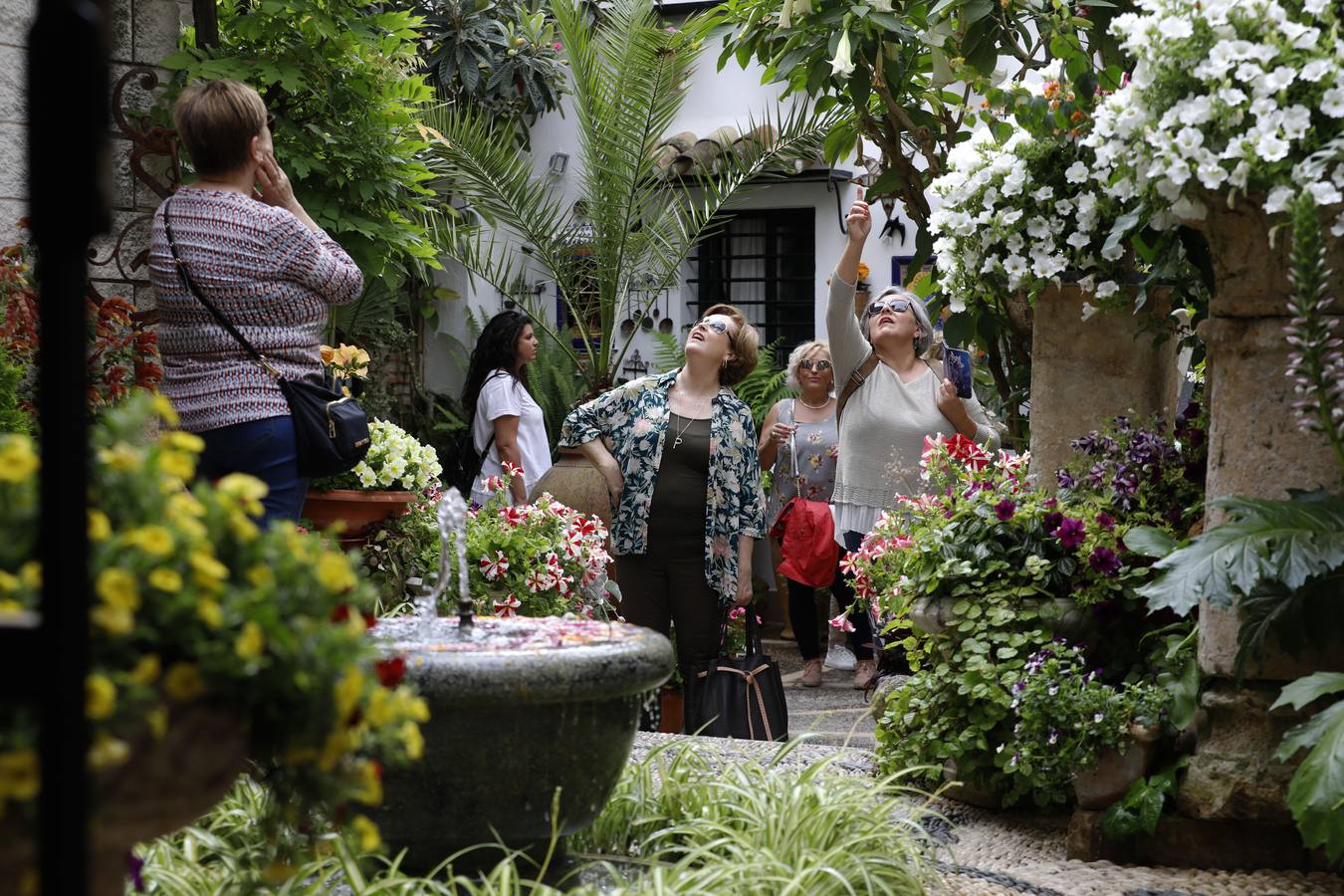 La belleza de los Patios de Córdoba en San Pedro, en imágenes