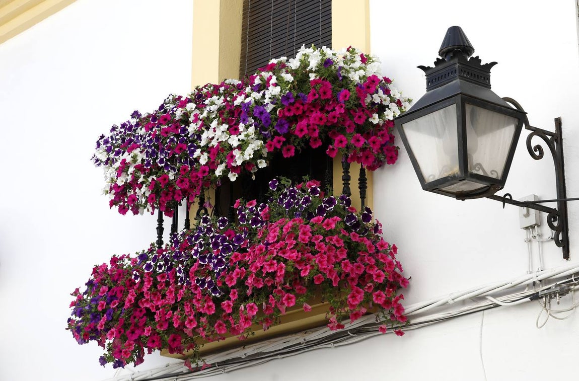 Las rejas y balcones de Córdoba, en imágenes