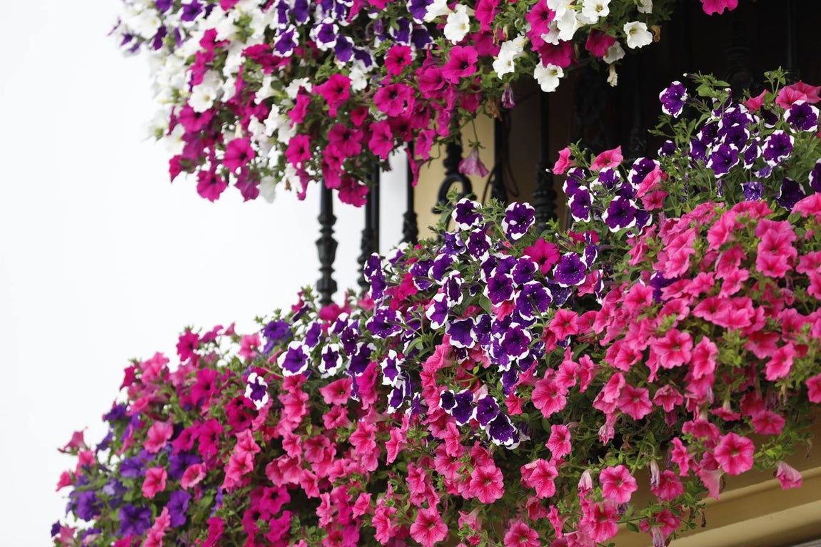 Las rejas y balcones de Córdoba, en imágenes