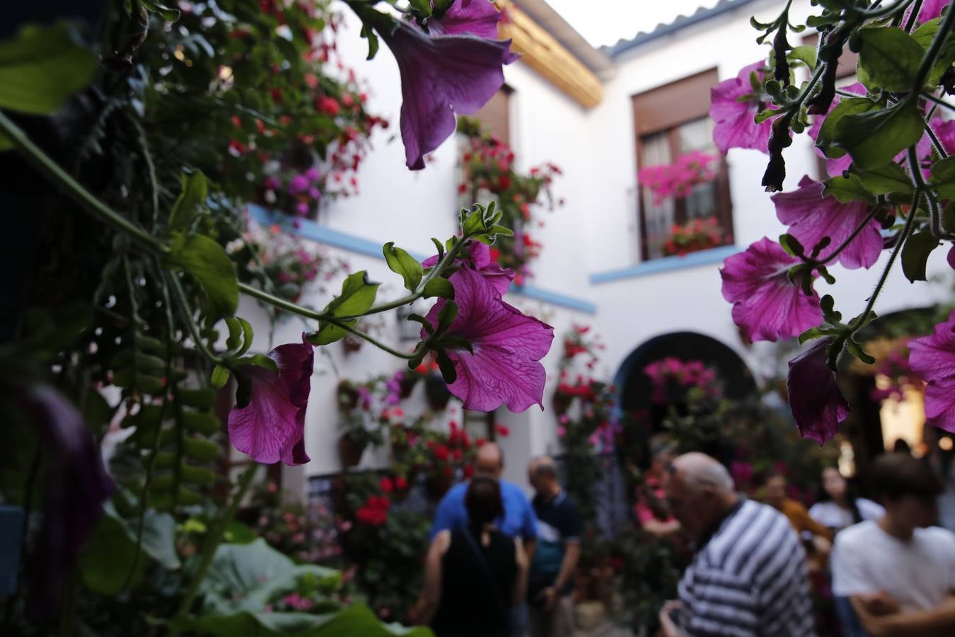 El hechizo de los Patios de Córdoba en Regina y Realejo, en imágenes