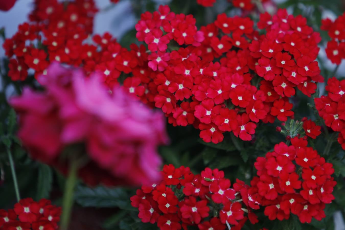 El hechizo de los Patios de Córdoba en Regina y Realejo, en imágenes