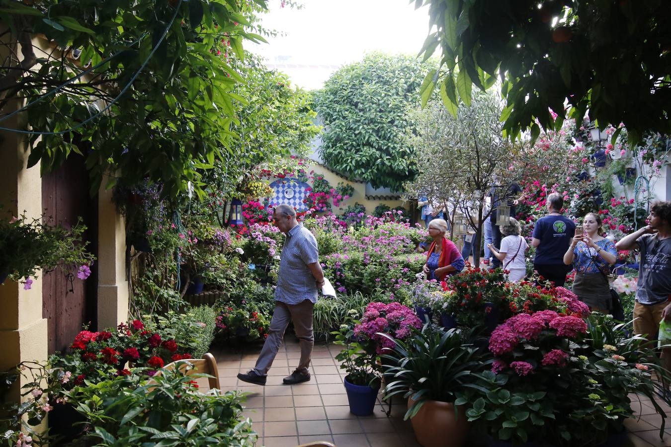 El hechizo de los Patios de Córdoba en Regina y Realejo, en imágenes