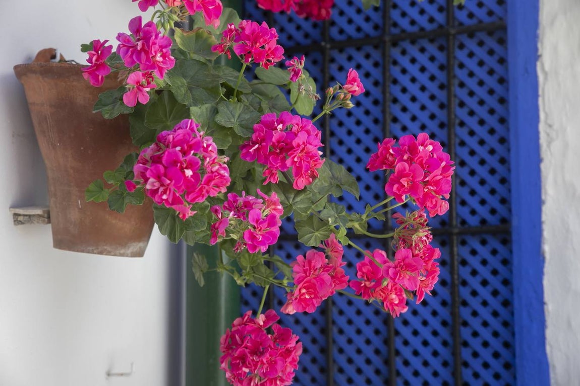 La autenticidad de los Patios de Córdoba en Santa Marina y San Agustín, en imágenes