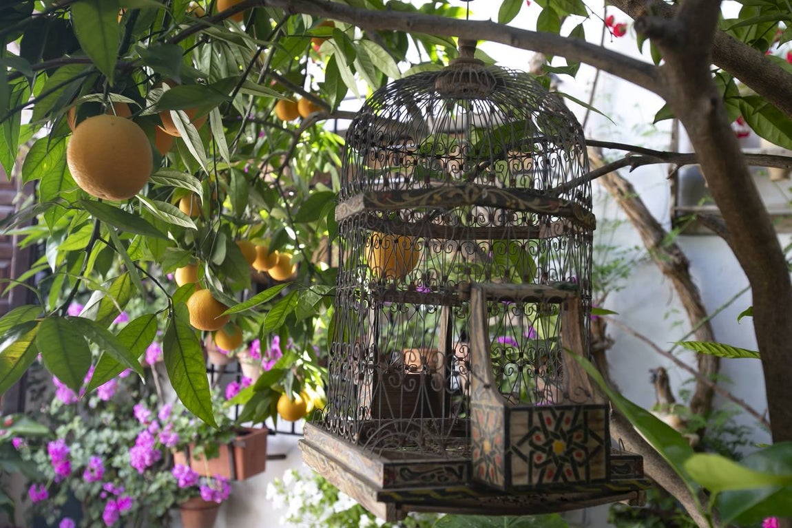 La autenticidad de los Patios de Córdoba en Santa Marina y San Agustín, en imágenes