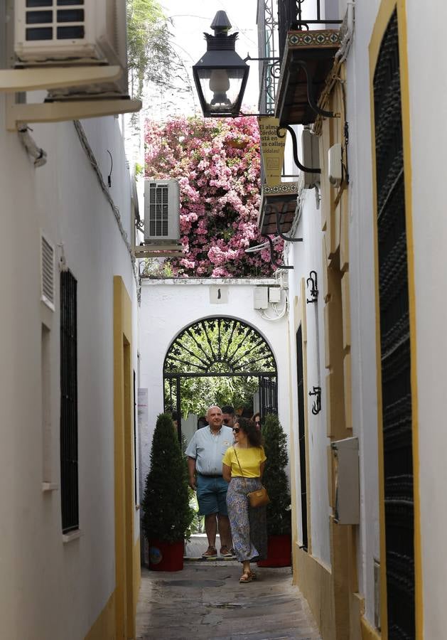 El encanto de los Patios de San Francisco y la Judería de Córdoba, en imágenes