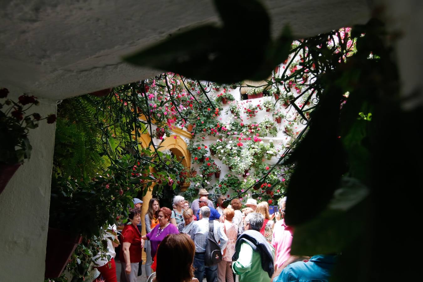 El esplendor de los patios de San Basilio-Alcázar Viejo en Córdoba, en imágenes