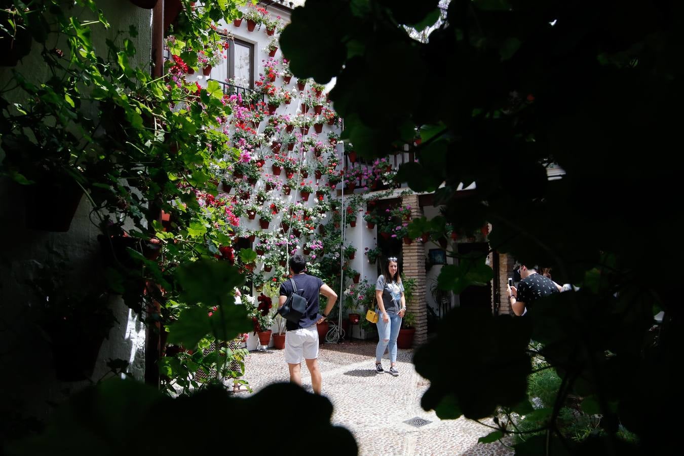 El esplendor de los patios de San Basilio-Alcázar Viejo en Córdoba, en imágenes