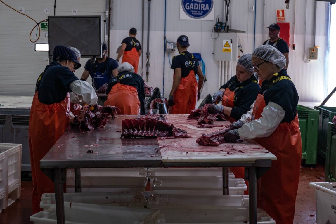Fotogalería: Los últimos artesanos de las almadrabas