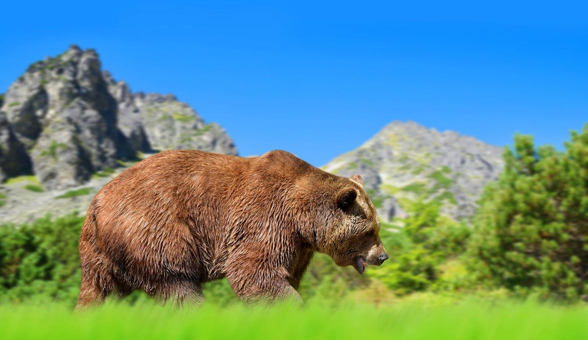 Alto Tatra, Eslovaquia. Un paisaje mítico de retorcidos picos y cascadas donde “los árboles pintan el suelo de blanco y bestias temibles patrullan por los bosques.” Es una de las reservas del oso pardo, que ahora están casi extinguidos en la mayor parte de Europa. Además de observar la vida salvaje, los viajeros pueden también disfrutar ascendiendo a la cima del pico más alto de Eslovaquia, Gerlach (Gerlachovský štít) navegar en el glaciar Štrbské Pleso y disfrutar de la tradicional hospitalidad en refugios de montaña a gran altitud.