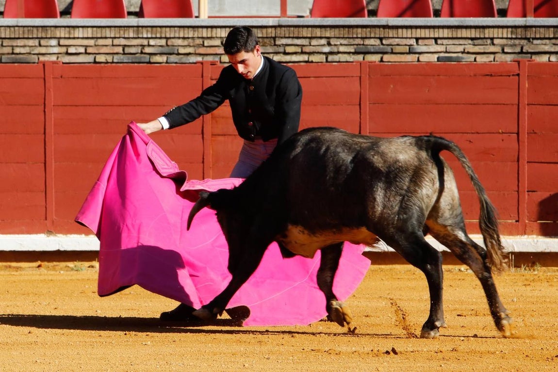 La becerrada de la mujer cordobesa en la Plaza de Toros de Los Califas, en imágenes