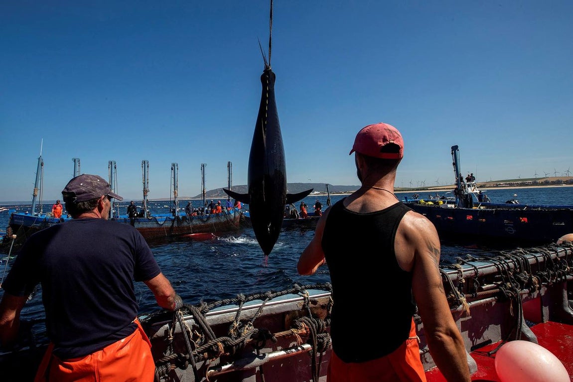 Almadrabas, una saga de tres mil años