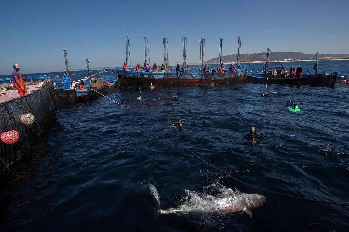 Almadrabas, una saga de tres mil años