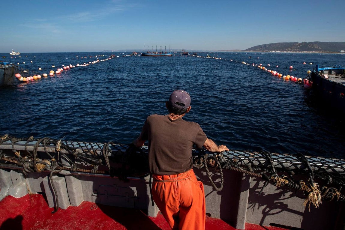 Almadrabas, una saga de tres mil años