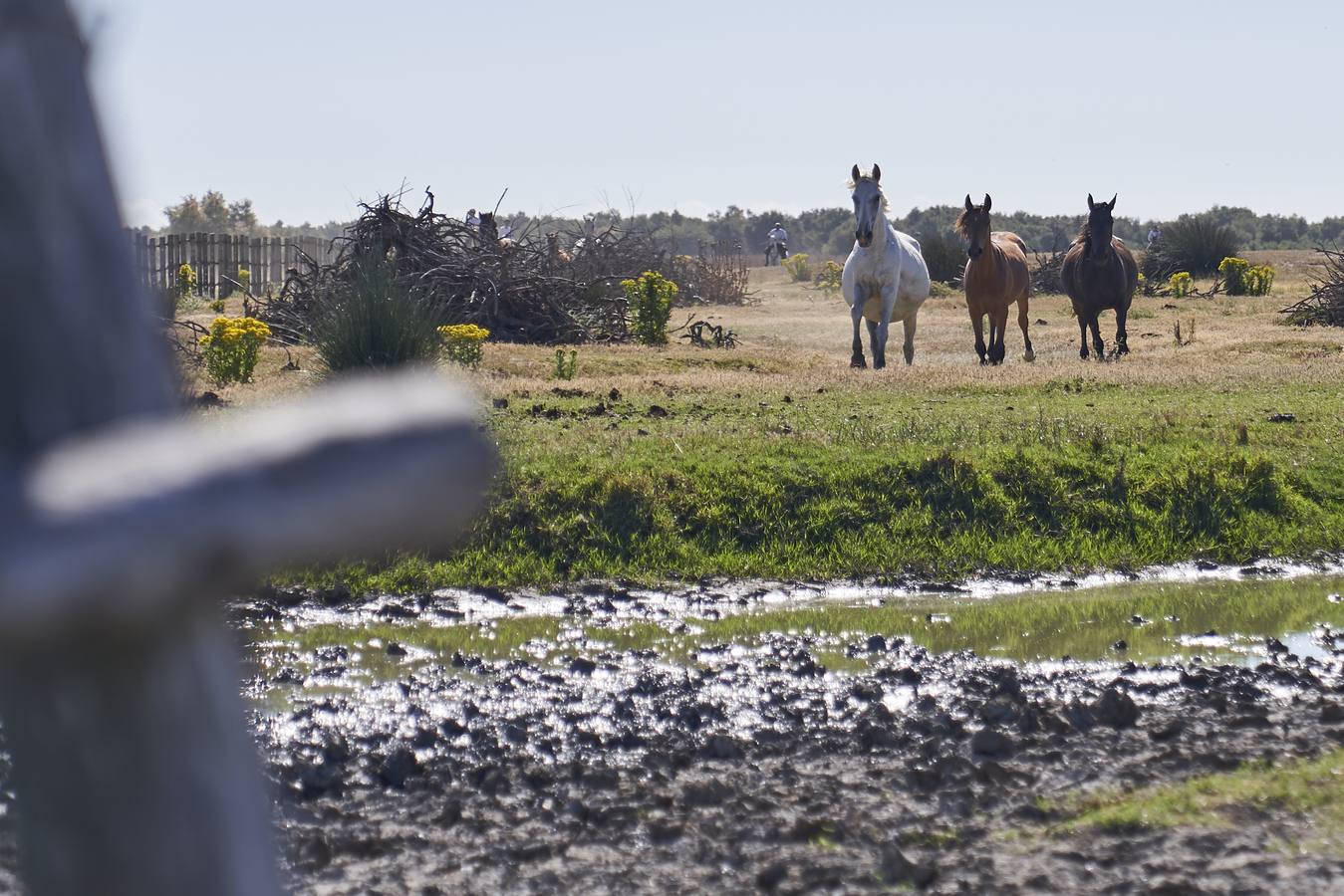 Almonte se prepara para la «Saca de las Yeguas»