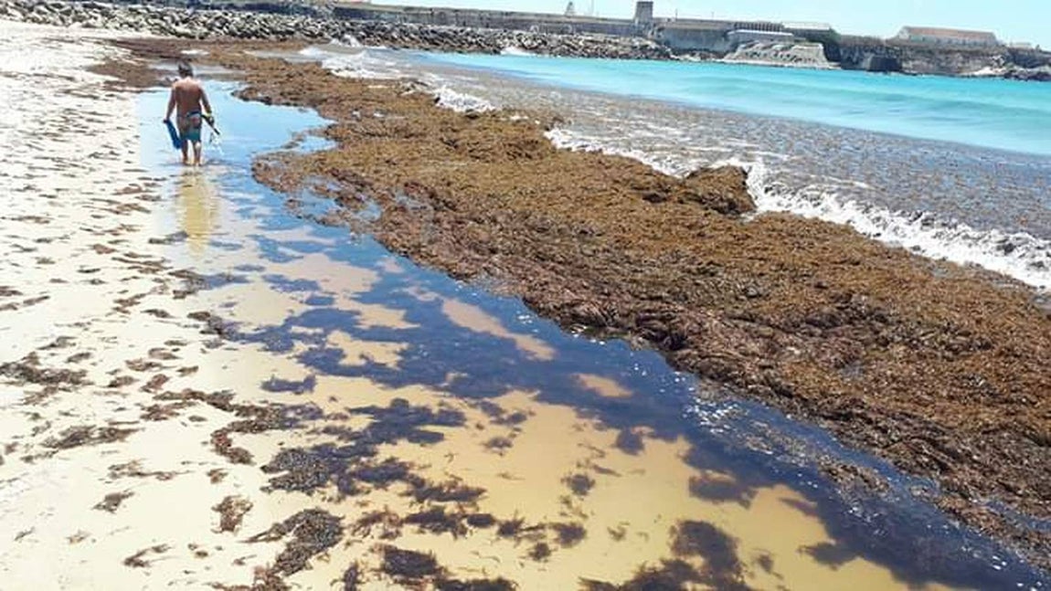 El alga invasora que inunda las playas de Tarifa