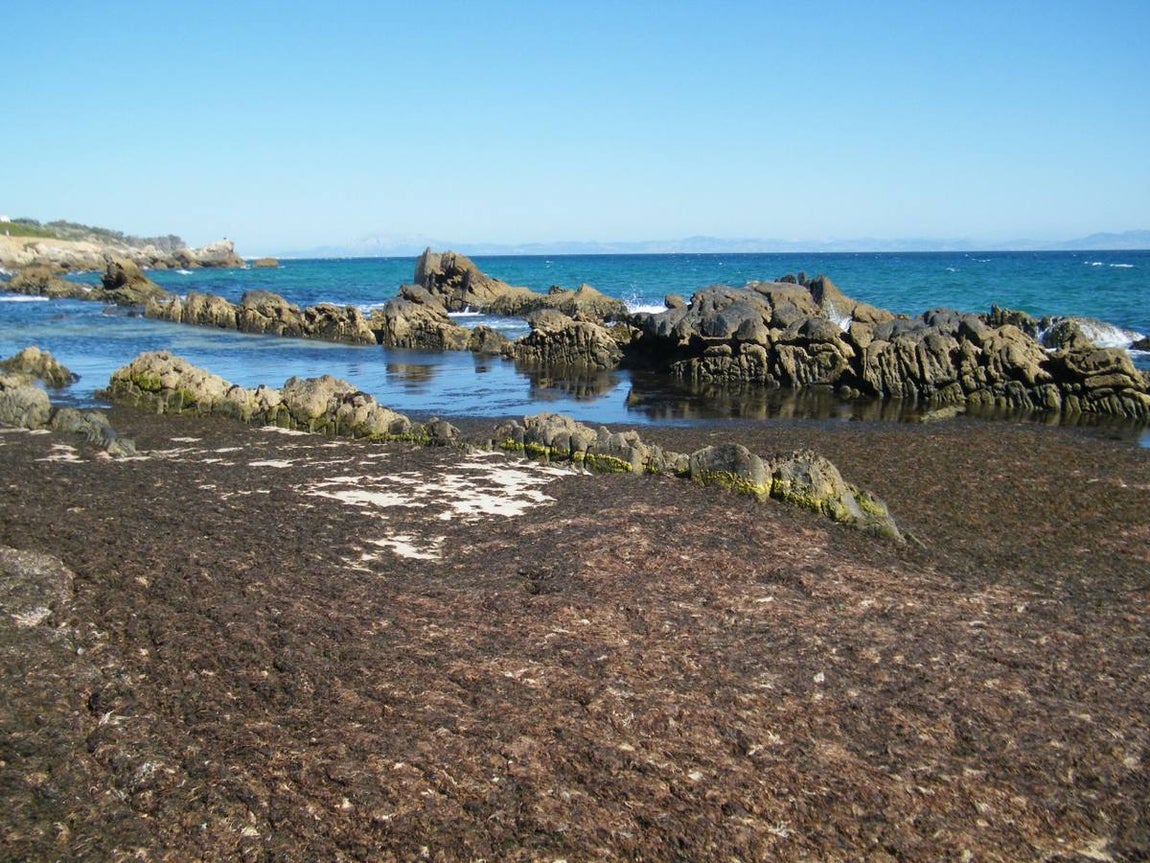 El alga invasora que inunda las playas de Tarifa