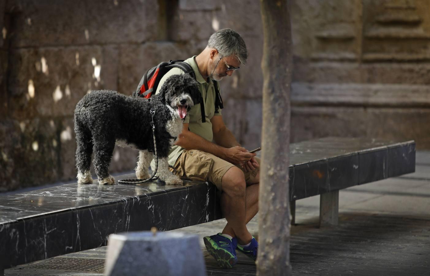 Las mascotas de Córdoba, en imágenes