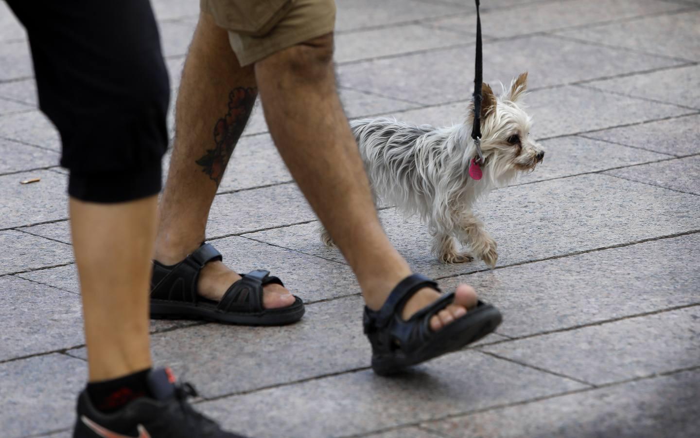 Las mascotas de Córdoba, en imágenes