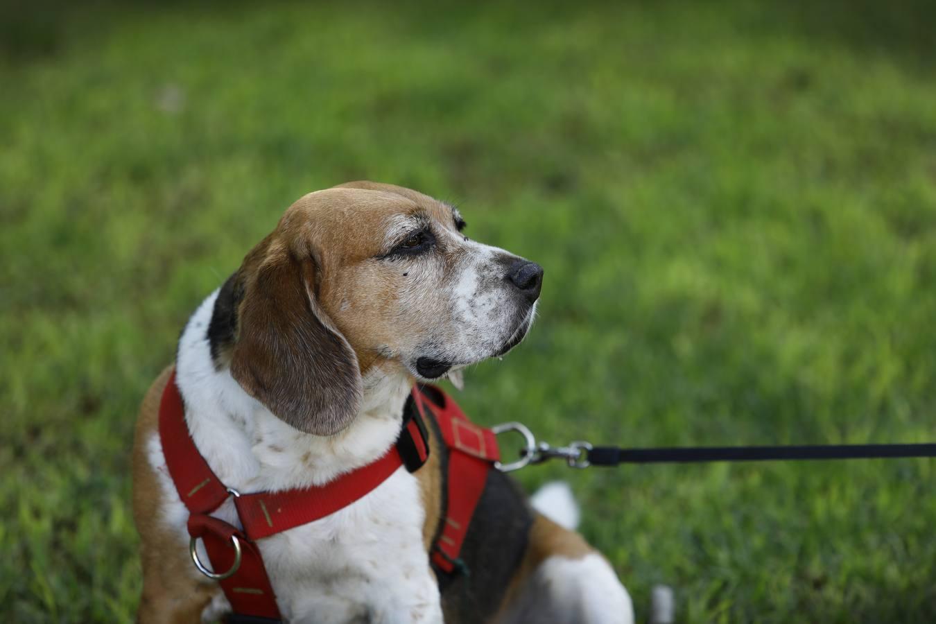 Las mascotas de Córdoba, en imágenes