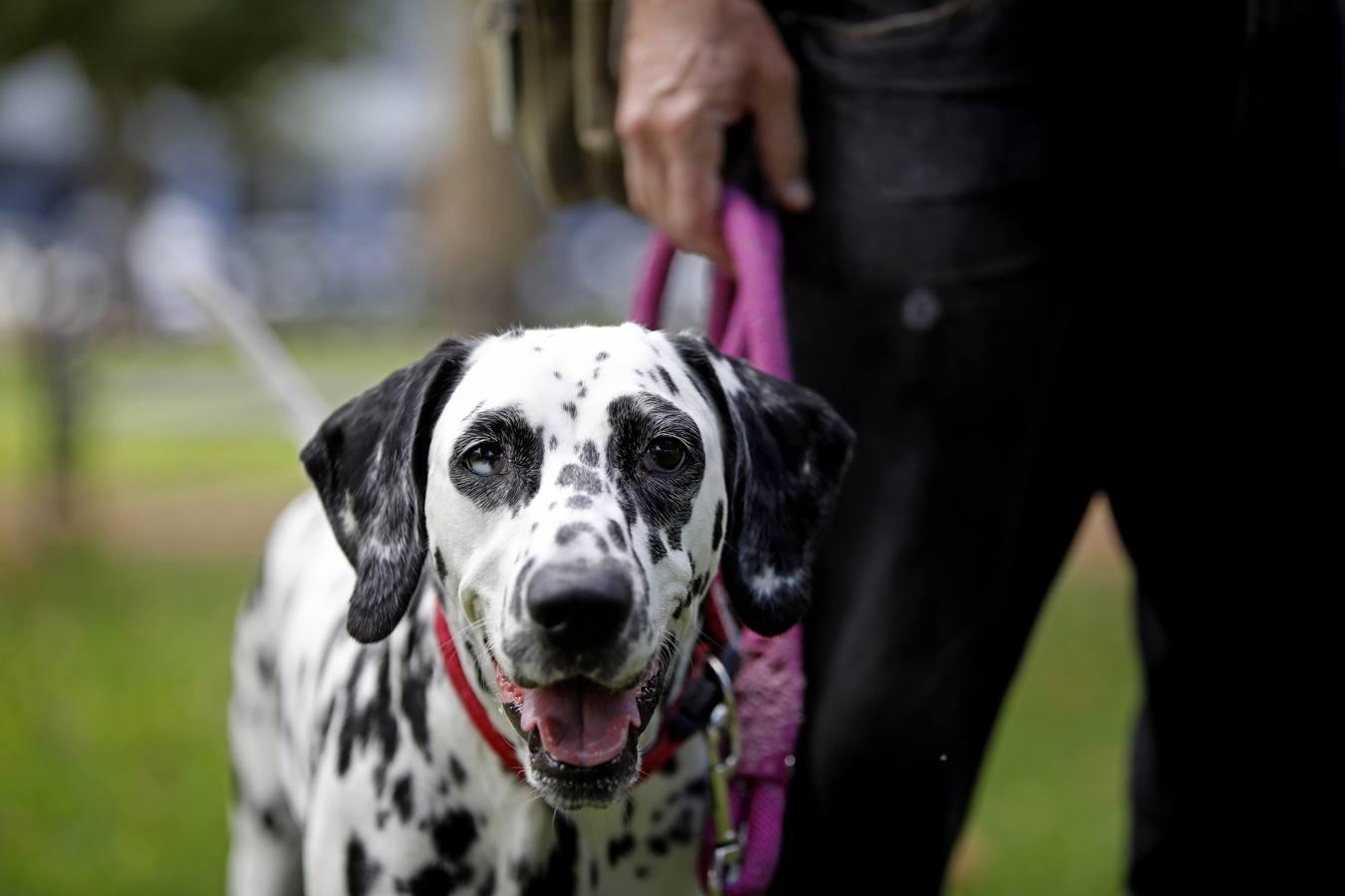 Las mascotas de Córdoba, en imágenes