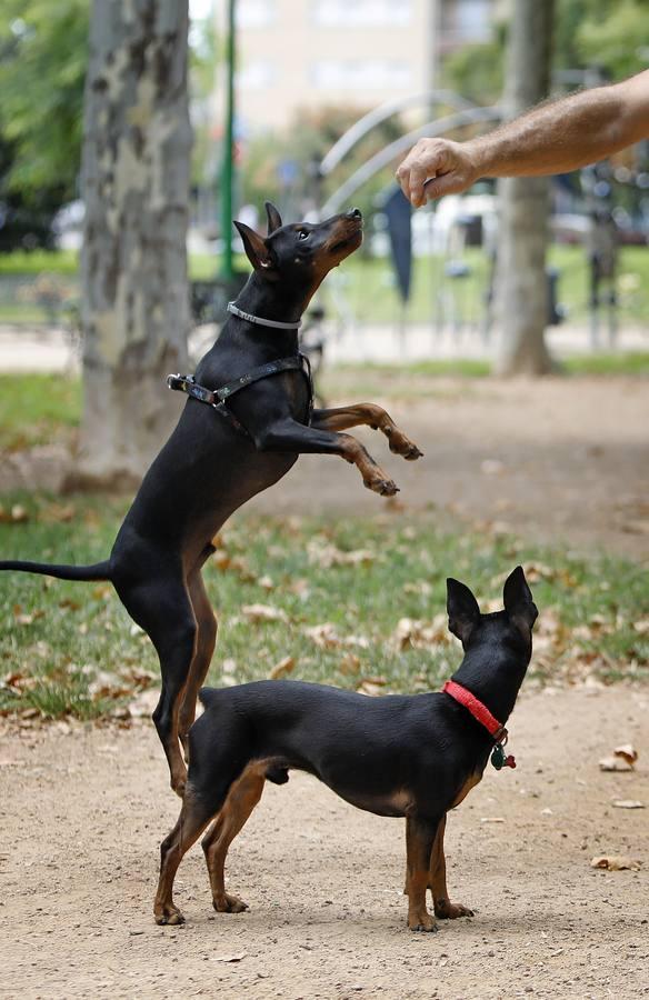 Las mascotas de Córdoba, en imágenes