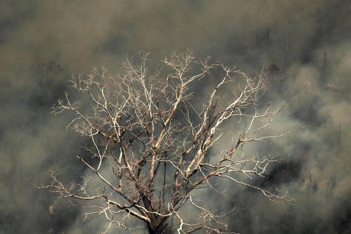 Vista aérea de un árbol calcinado en la selva amazónica de Porto Velho, en el estado de Rondonia, al norte de Brasil. 