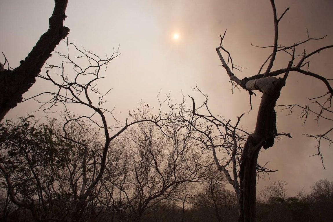 Imagen de los efectos causados por los incendios forestales en una de las zonas afectadas. 