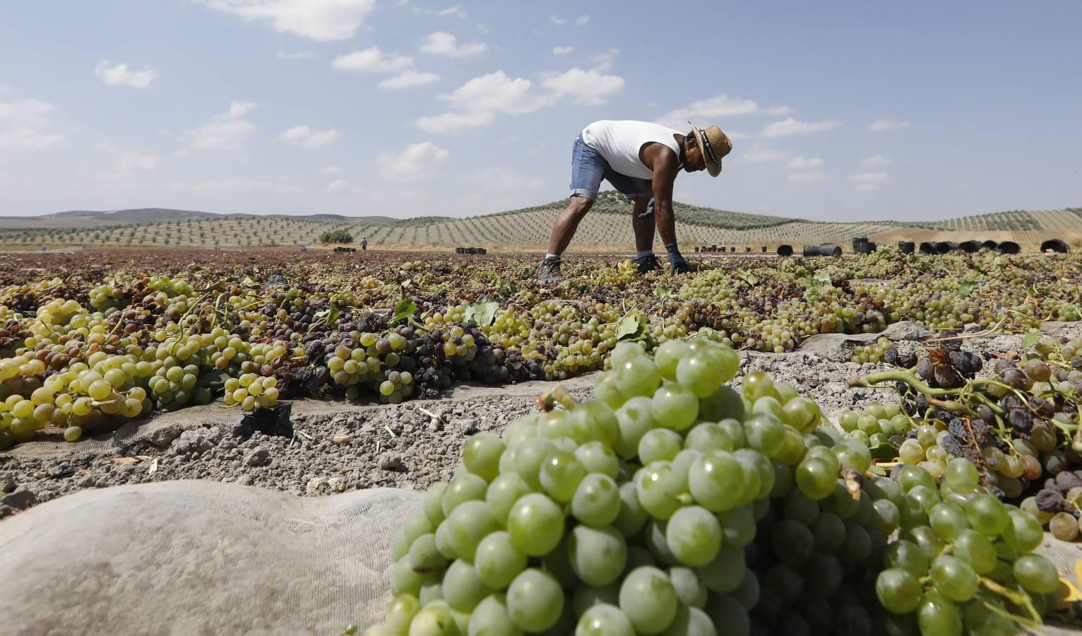 La vendimia de Montilla-Moriles, en imágenes