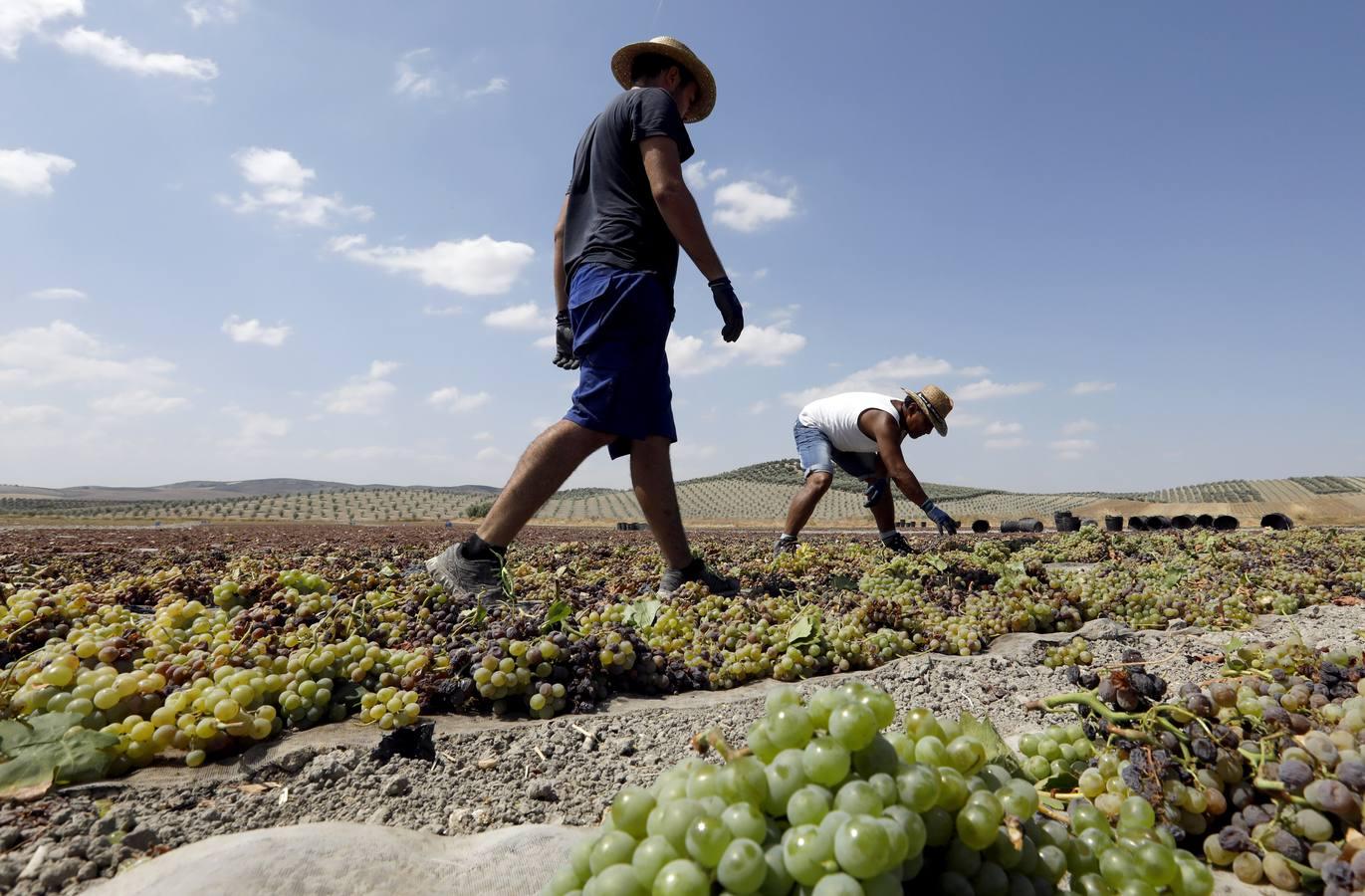 La vendimia de Montilla-Moriles, en imágenes