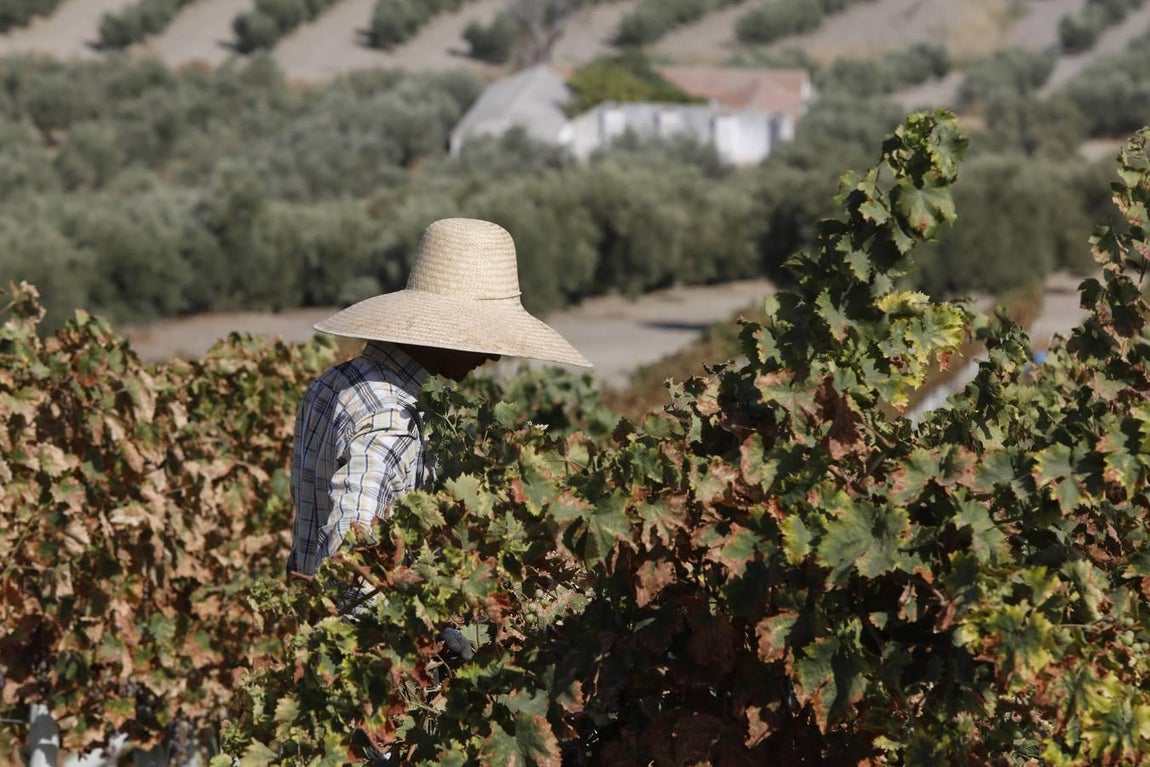 La vendimia de Montilla-Moriles, en imágenes