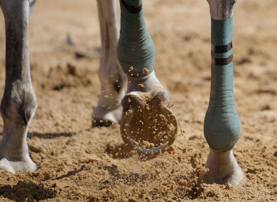 En imágenes, segundo ciclo de las Carreras de Caballos de Sanlúcar