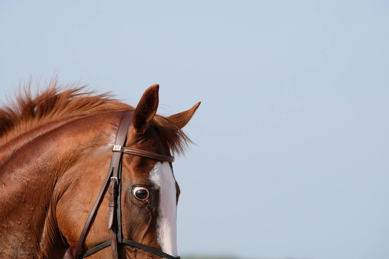 FOTOS: Segundo ciclo de las carreras de caballos de Sanlúcar