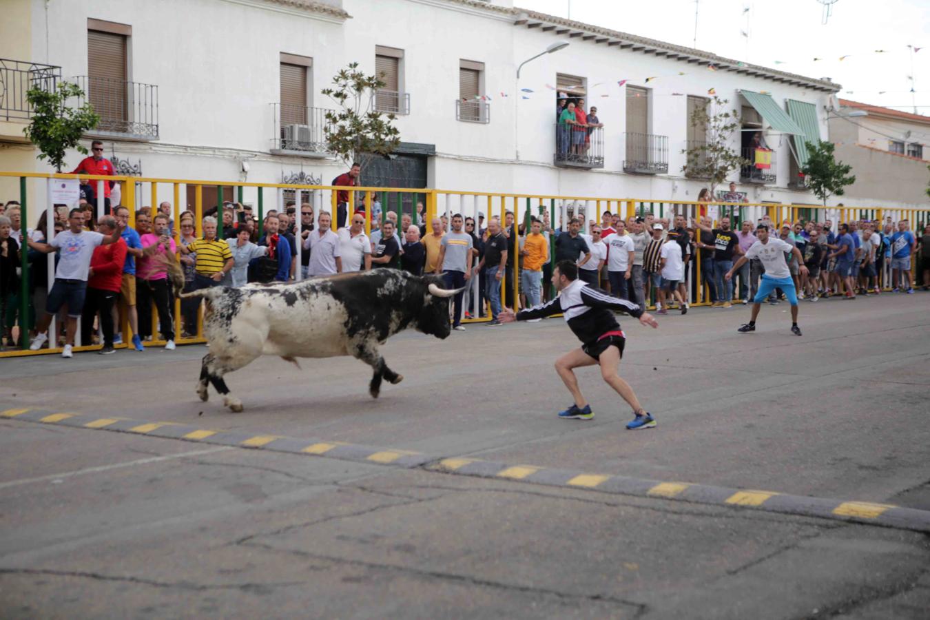 Comienzan los tradicionales encierros de Villaseca