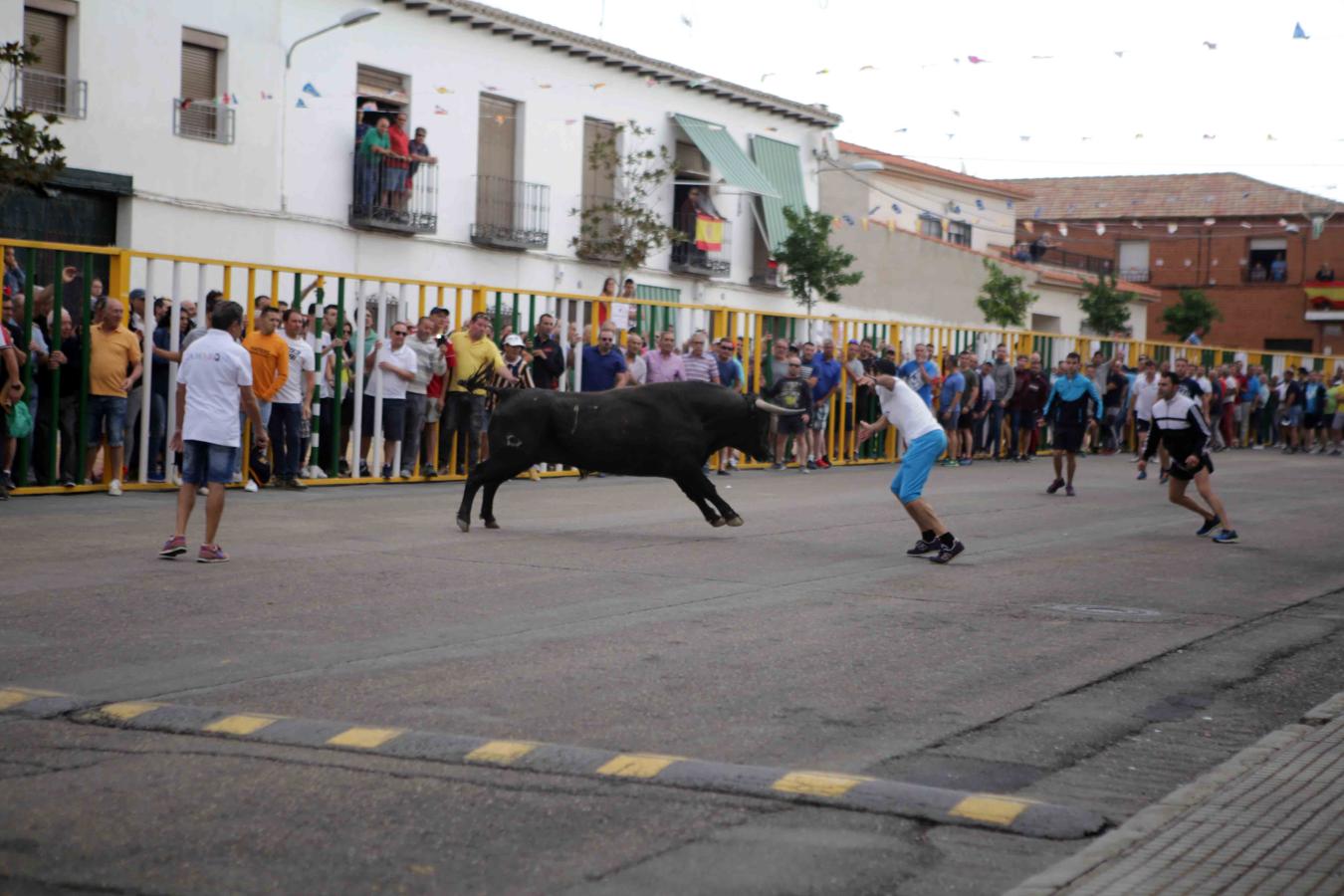 Comienzan los tradicionales encierros de Villaseca