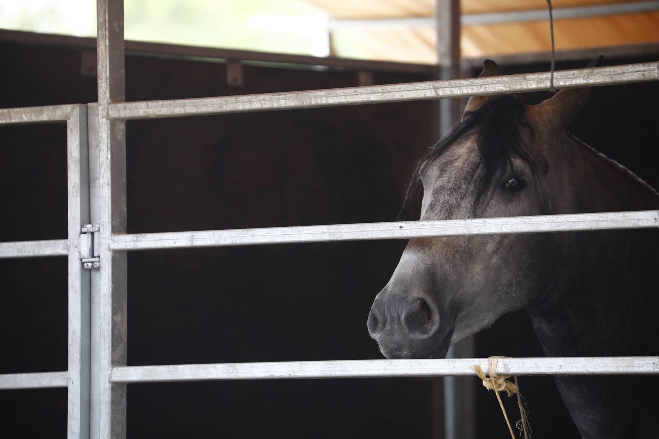 El ambiente del sábado en la Feria del Caballo «Cabalcor», en imágenes