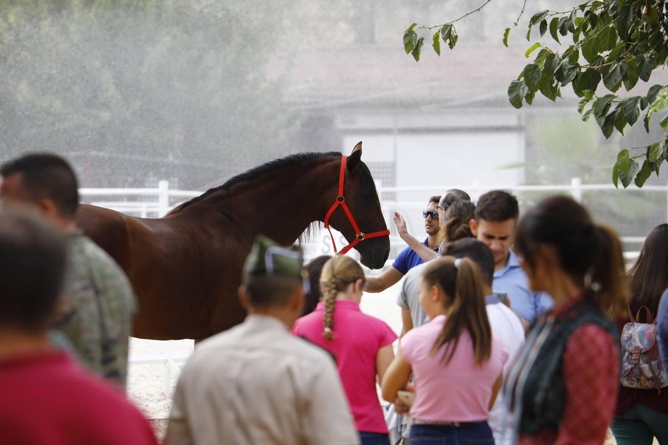 El ambiente del sábado en la Feria del Caballo «Cabalcor», en imágenes