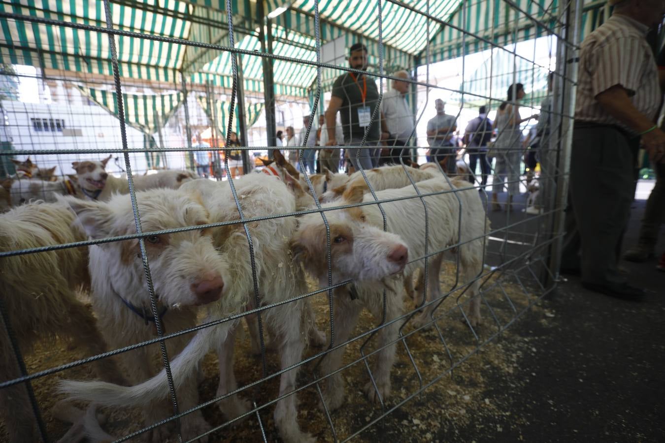 La tercera jornada de Intercaza, la feria de la caza de Córdoba, en imágenes