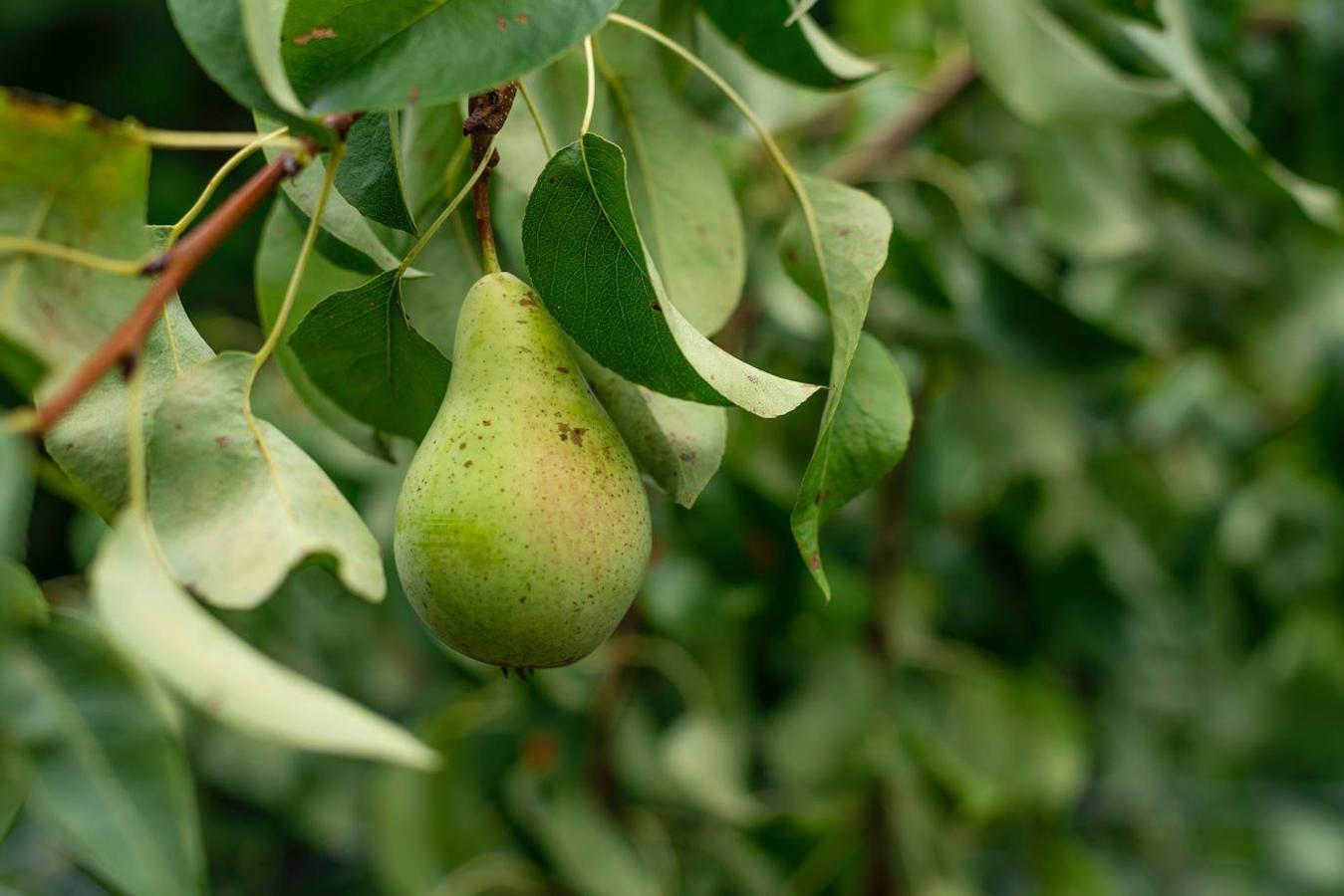 Pera. Al igual que la manzana, la textura dura, pero porosa, de la pera limpia de manera natural la sonrisa.