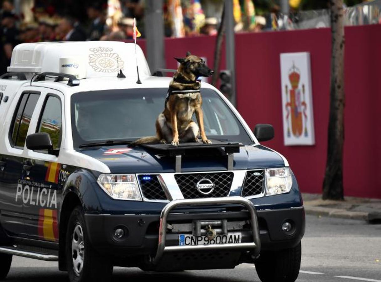 Un perro de rescate de la policía durante el desfile militar del Día Nacional. 