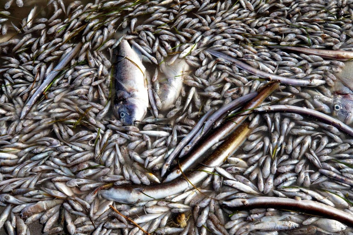 El Servicio de Protección de la Naturaleza de la Guardia Civil (Seprona) ya ha acudido a tomar muestras. 