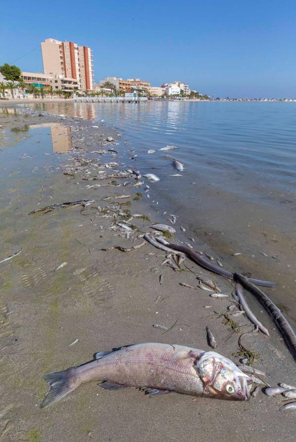 La autoridades recuerdan que algunos de estos peces podrían llevar varios días muertos, por lo que no son aptos para el consumo. 